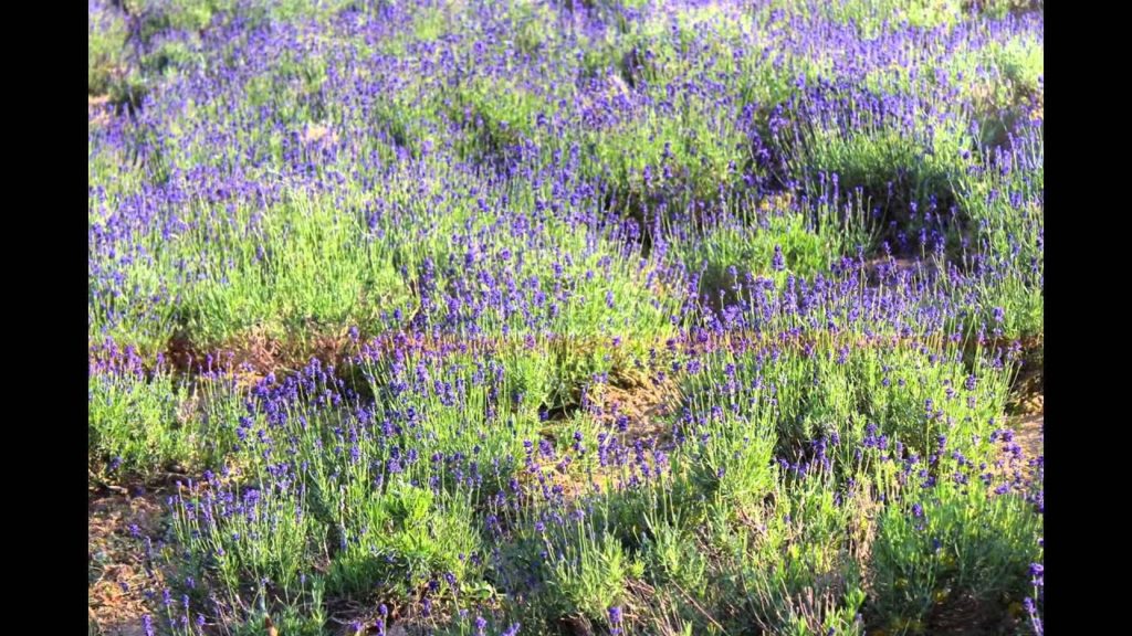 ２０１３年北海道の旅（７）富良野2013 Hokkaido trip (7) Furano