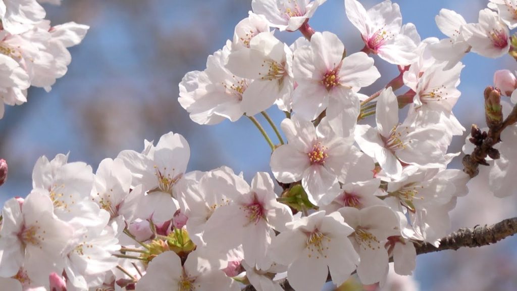 静岡の桜 SAKURA in SHIZUOKA 2018 by GoPro HERO6,Sony RX10M3, FDR-AX55