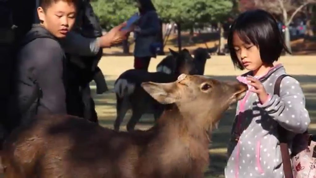 MyJapanStory: Japan by Rail 2015 (HD Travel Film) MyJapanStory: Japan by Rail 2015 (HD Travel Film)