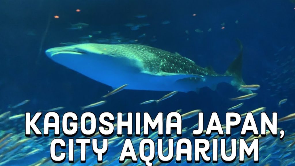 Kagoshima Japan city aquarium/AMAZING THINGS TO DO IN JAPAN