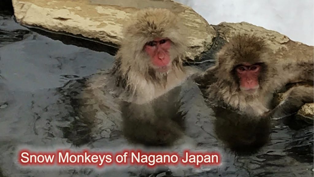 Snow Monkeys of Nagano Japan