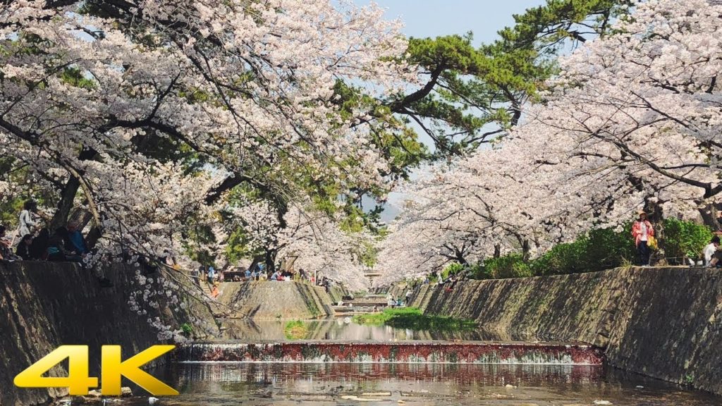Japan Cherry Blossom 2018 at Syukugawa river 夙川の桜【4K】