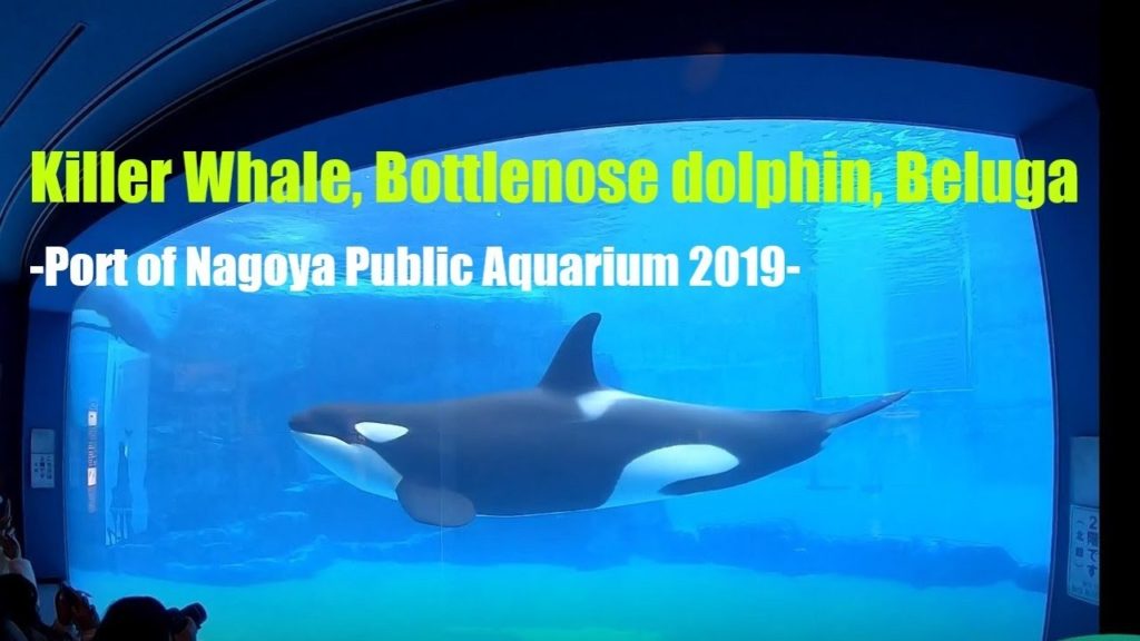 【HD】Killer Whale,Bottlenose dolphin,Beluga -Port of Nagoya Public Aquarium 2019-