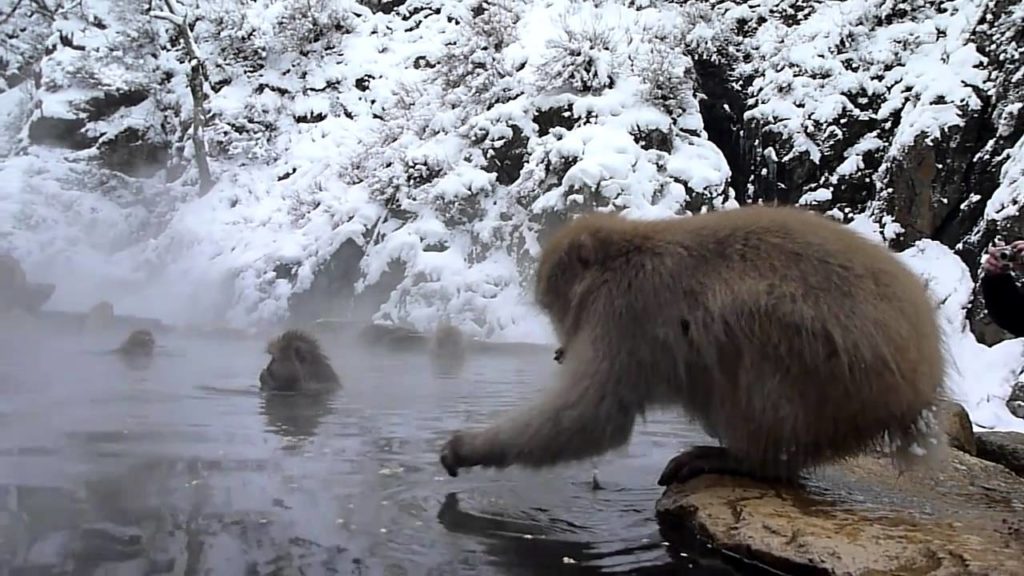 Arquivo Pessoal - Trip - Jigokudani Yaen Park (Monkey Park) Nagano - Japan