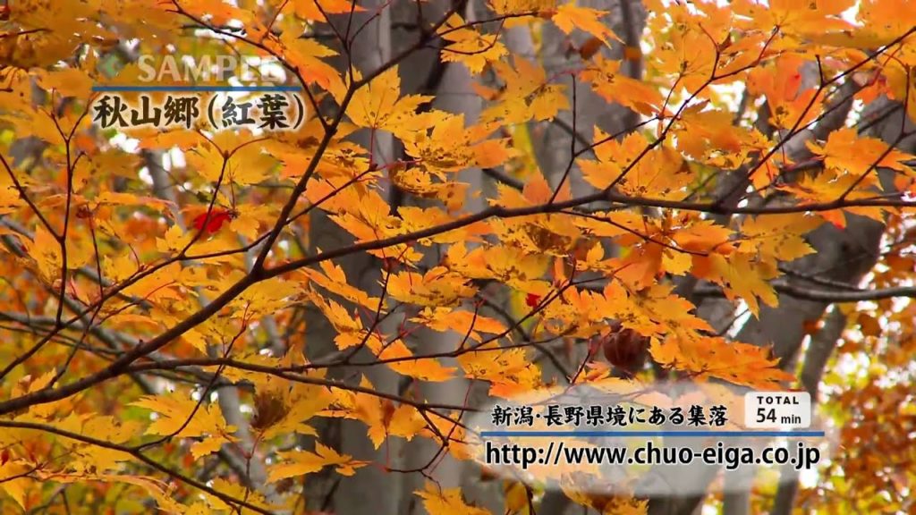 【HD】Akiyama-go (Fall & Autumn Colors) | 秋山郷 ~中津川沿いの秘境~ (秋，紅葉)