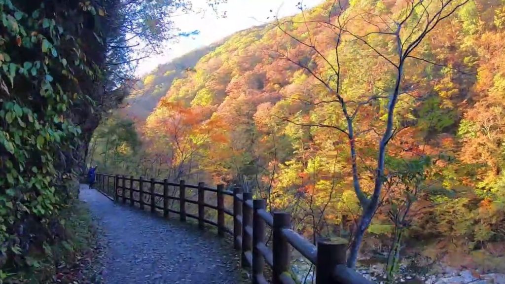 【秋田風景】紅葉シーズンの「抱返り渓谷」を歩きましょう　Autumn walking  in " Dakigaeri Valley"
