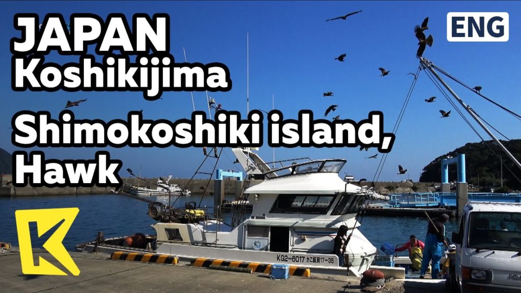 【K】Japan Travel-Koshikijima Islands[일본 여행-고시키지마]고시키시마 항구 매 떼/Shimokoshiki/Port/Hawk/Fishing