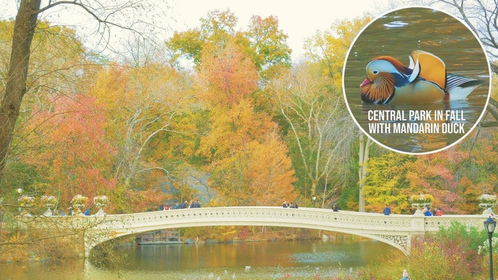 Mandarin duck and fall foliage in Central Park, New York City. Autumn, 4K