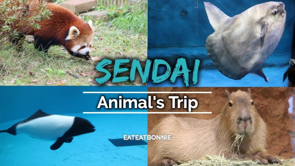 Animal's Trip in Sendai / vlog #1 / 邦尼小璦玩玩玩 Animal's Trip in Sendai / vlog #1 / 邦尼小璦玩玩玩