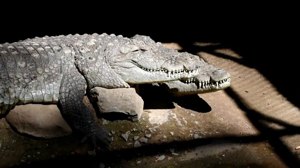 Katraj Zoo | Part 2 | Places to Visit in Pune | White Tiger in India Katraj Zoo | Part 2 | Places to Visit in Pune | White Tiger in India