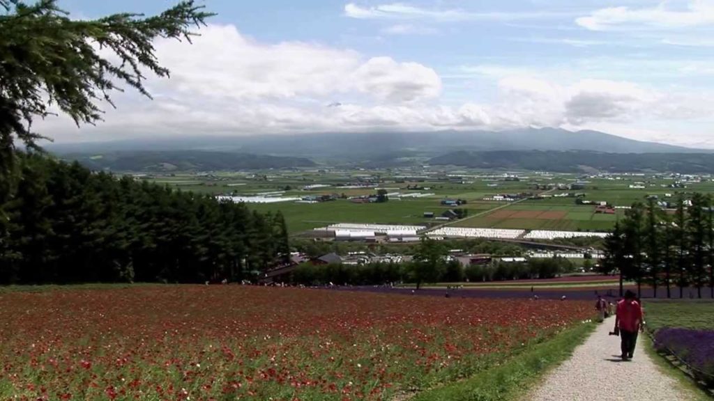 Hokkaido Frano北海道富良野花海