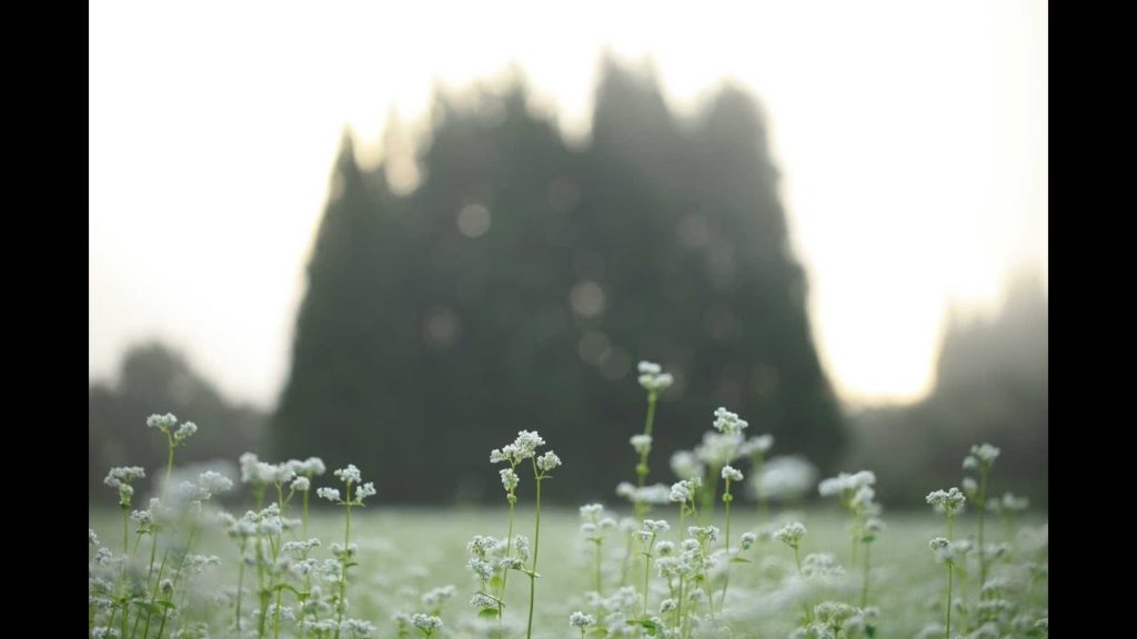 JG 山形 秘境北小国の朝霧とブナ林 Yamagata,Nature of Kitaoguni