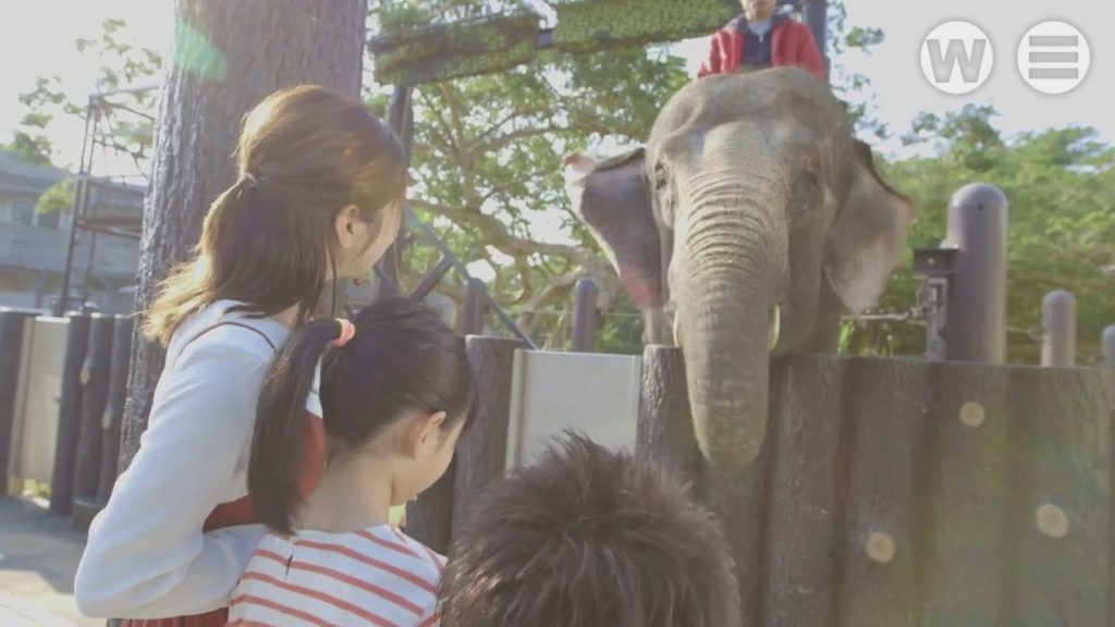 【Zoo】Get Close to Elephants　in　OKINAWA ZOO & MUSEUM