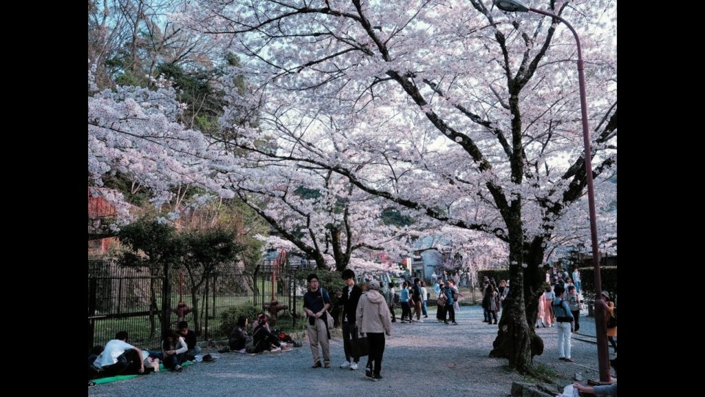 2018 03 31 Cherry Blossom Viewing Nara, Kyoto, Osaka