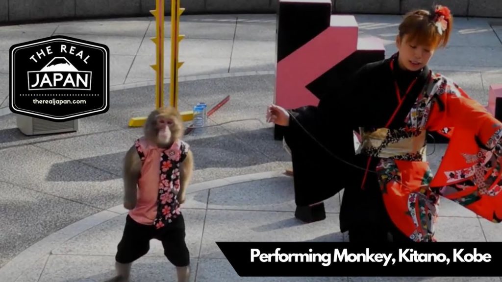 Performing Monkey, Kitano, Kobe | The Real Japan | HD