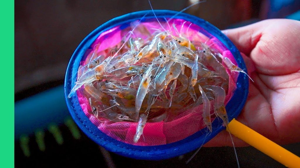 EXOTIC THAI FOOD Tour! SUPER RARE street food of Chiang Mai, Thailand