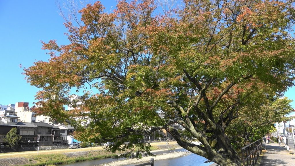【4K】Kyoto Autumn leaves Kamo river 2019/11/08 ① 鴨川 紅葉の様子 - 京都 | Japan walking guide