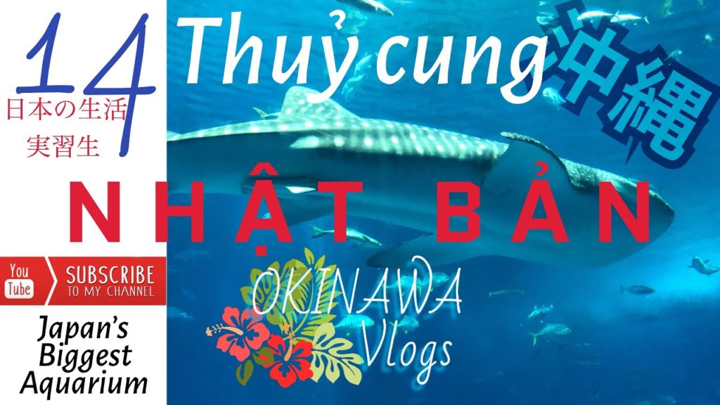 [TP善] Cuộc Sống Nhật 14 : THỦY CUNG LỚN NHẤT THẾ GIỚI 美ら海水族館 沖縄