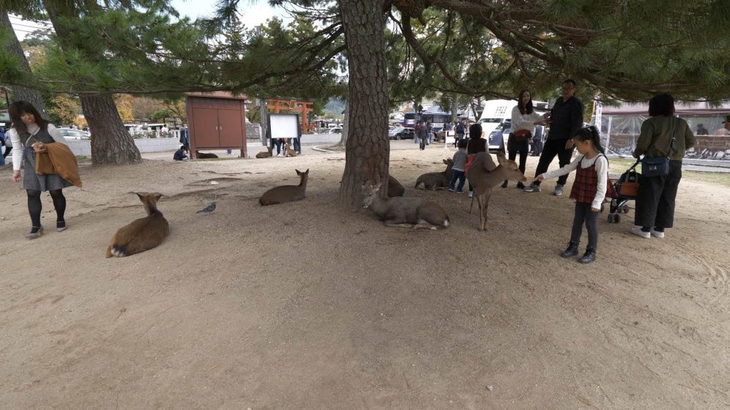 【4K】Morning Nara - walking from the Station to park area