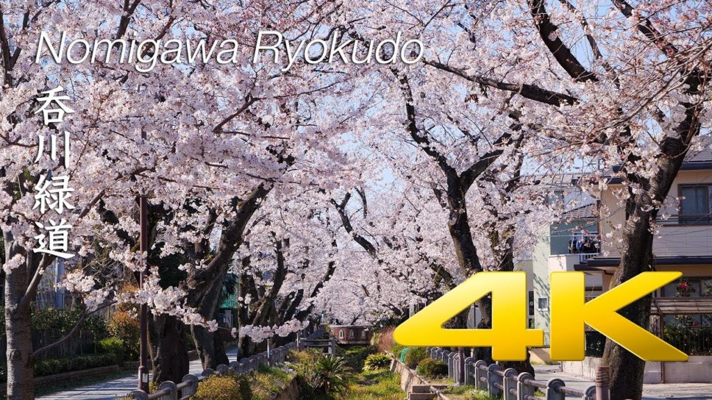 [Sakura] Nomigawa Ryokudo - Tokyo - 呑川緑道 - 4K Ultra HD