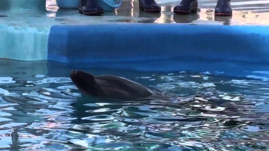 Japan - Nagoya Aquarium