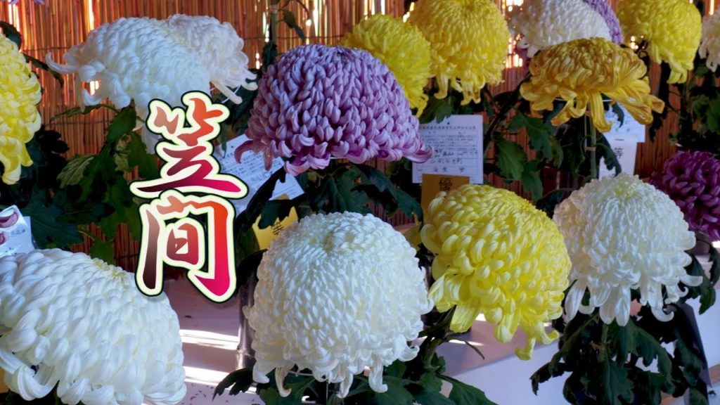 Blooming Chrysantheｍum (Kiku) at Kasama Inari Shrine of kasama city.笠間 #4K