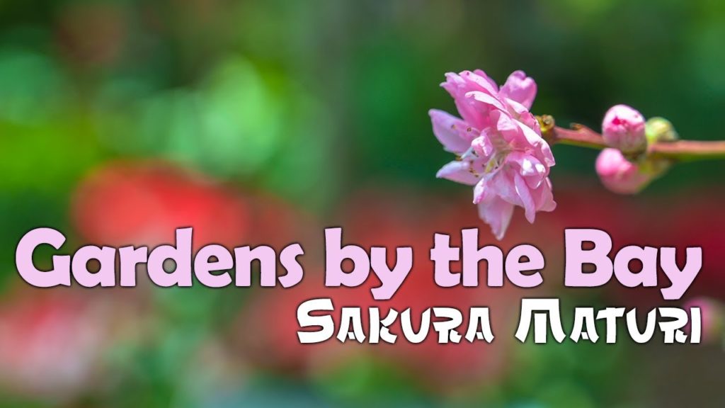 Sakura Matsuri Floral Display (樱花节花卉展) at Gardens by the Bay