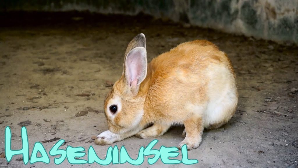 Eine Insel voller Hasen ~ Hiroshima #3