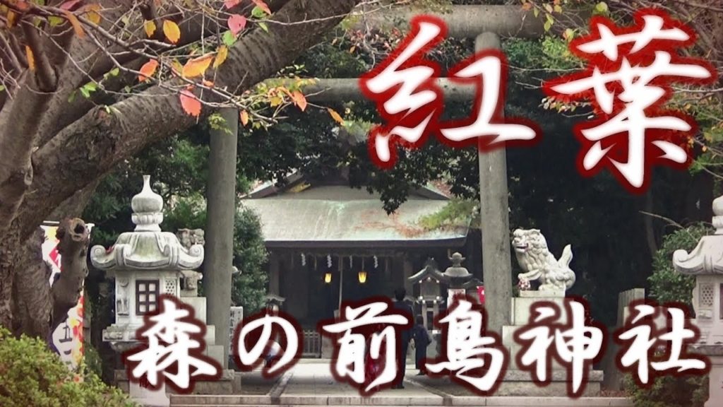 前鳥神社　参道のサクラの紅葉　神奈川県平塚市四之宮