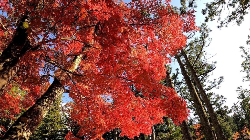 Japan Walking #47 Koyasan Kondo Surrounding Scenery
