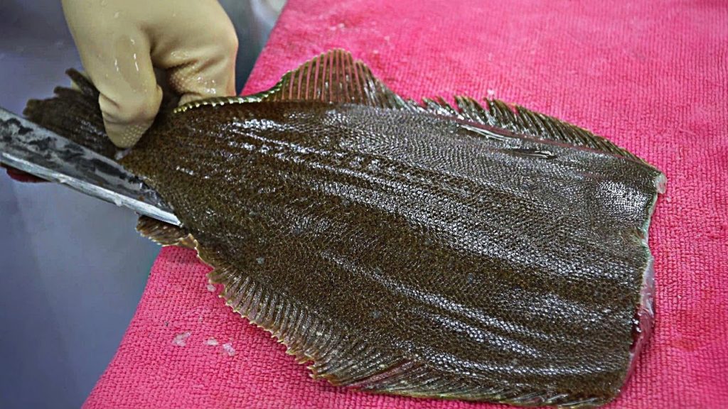 Korean Street Food │ Cutting Flatfish │ Flatfish Sashimi