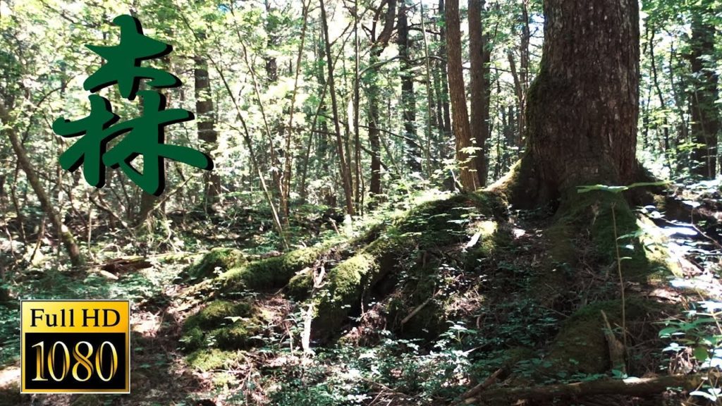 Jukai is a beautiful forest. Jukai is a beautiful forest.