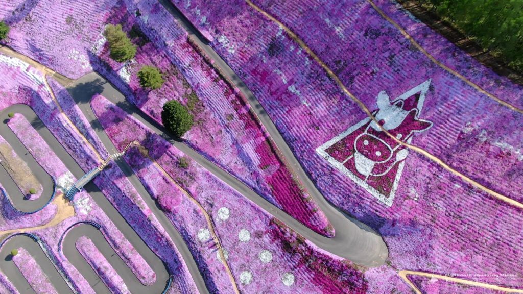 東藻琴芝桜公園2019.5~Higashi mokoto Moss phlox flower park 2019.5 東藻琴芝桜公園2019.5~Higashi mokoto Moss phlox flower park 2019.5