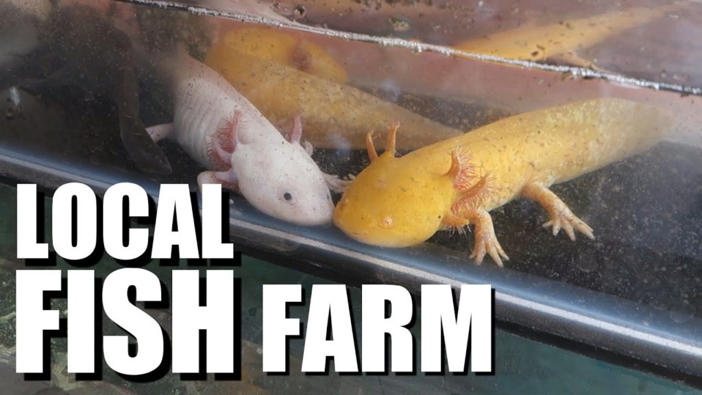 Rural Fish Store / Fish Farm in the Mekong Delta, VIETNAM