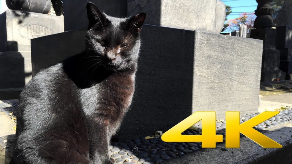 Yanaka Cemetery - Tokyo - 谷中霊園 - 4K Ultra HD
