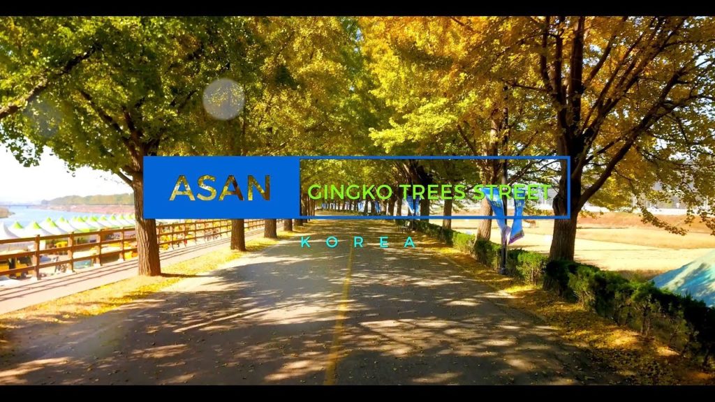 Gingko Tree Street/Avenue, ASAN, South Korea [in 4K/HD Quality]