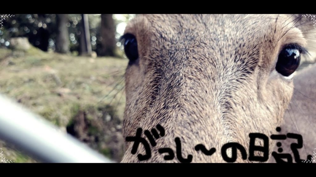 奈良公園のシカ Deer in Nara Park