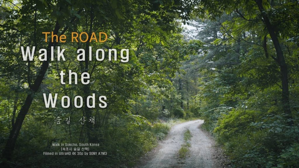 【4K WALK】 Walk along the Woods 🌞 VIDEO ASMR KOREA 2019 [A7M3]