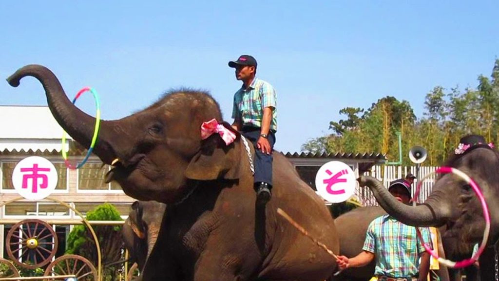 "Ichihara Elephant Kingdom"