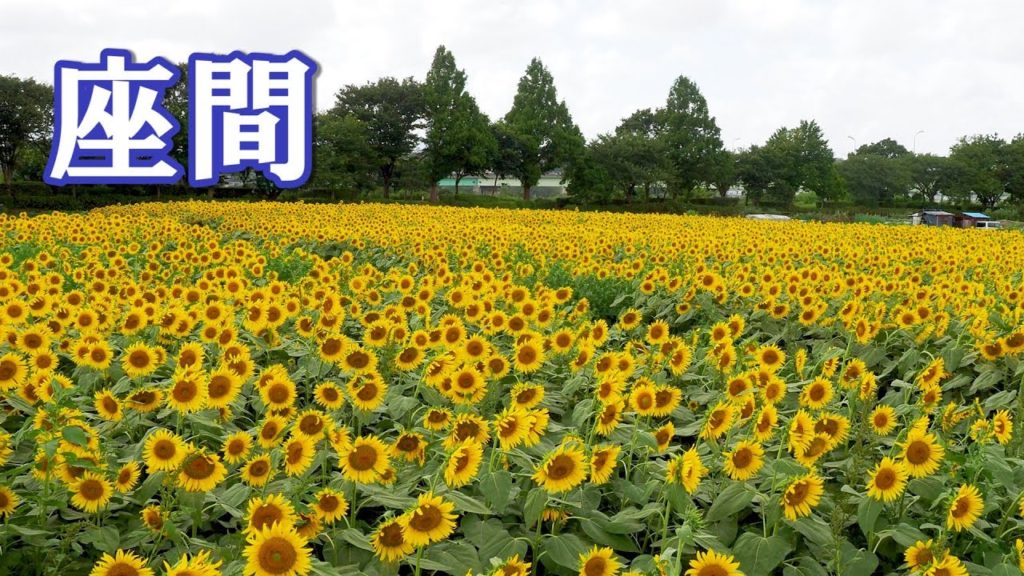 Blooming sunflowers in the rice fields.座間 #4K