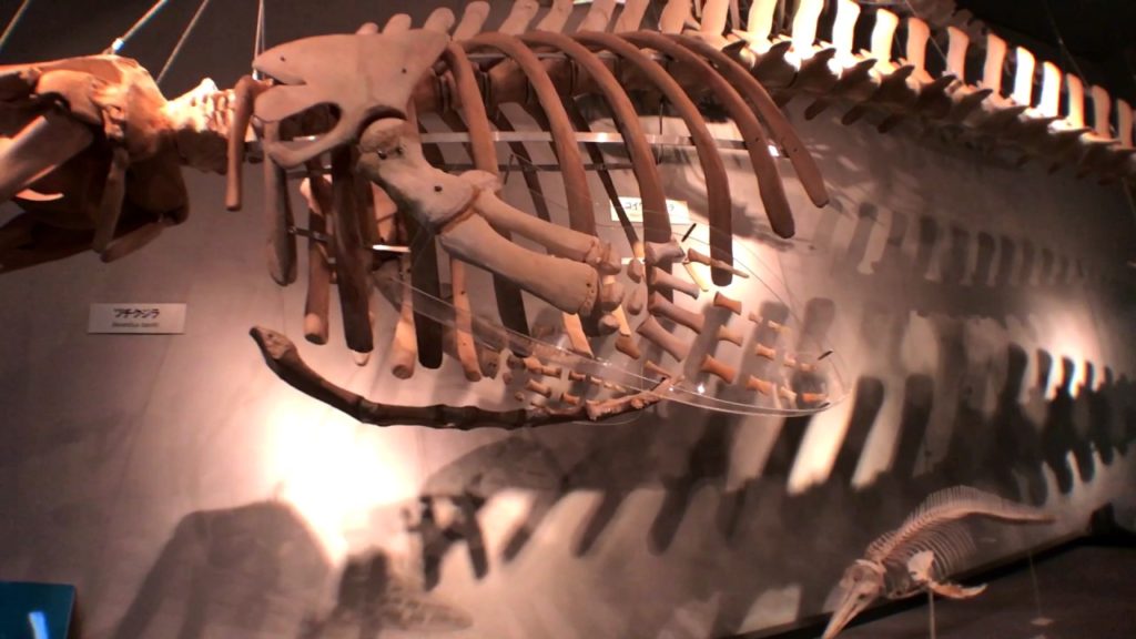 walk JAPAN natural museum chiba