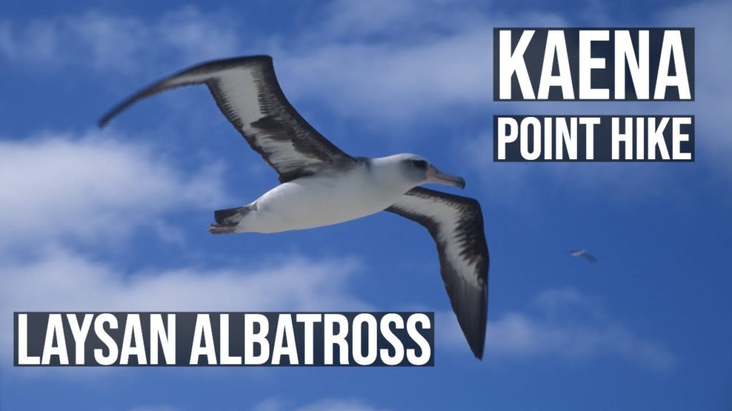 Kaena Point Hike with Laysan Albatross Mating Dance