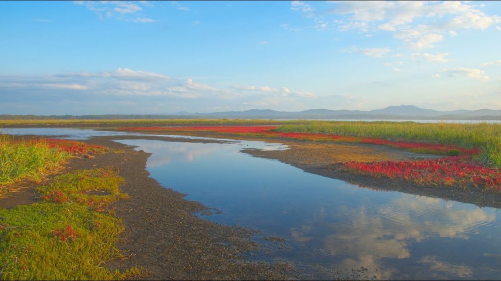 JG☆☆8K HDR 北海道 サロマ湖周辺のサンゴソウ(アッケシソウ) Hokkaido,Glasswort in Lake Saroma Area