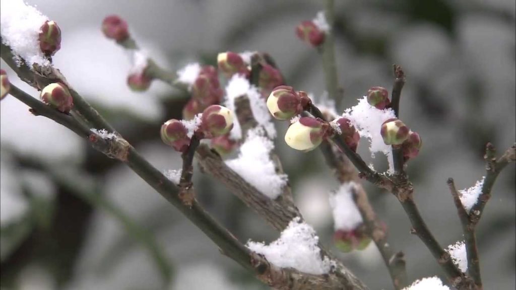 Du lịch mùa đông Nhật Bản