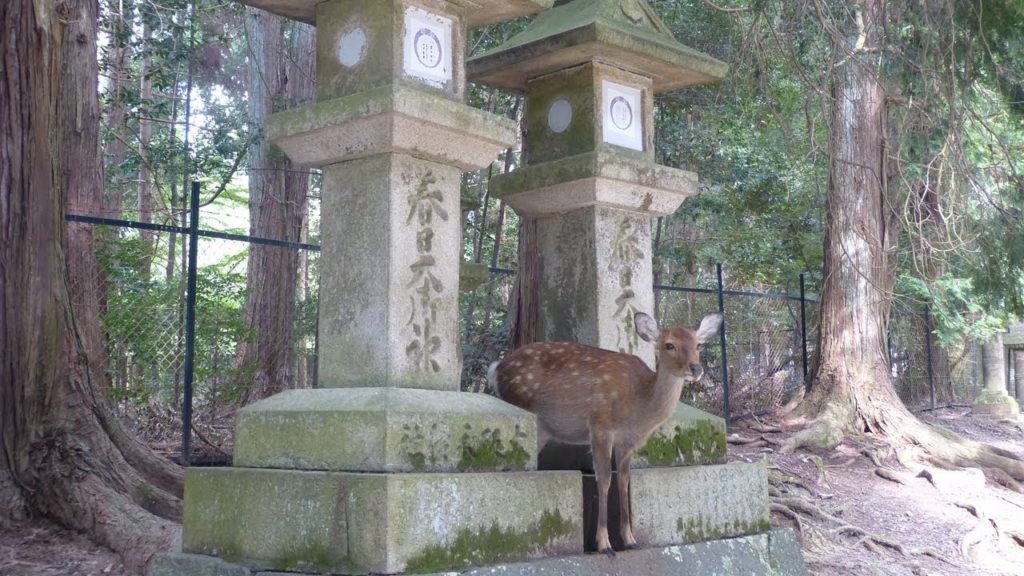 Nara and Himeji Japan Oct 2019