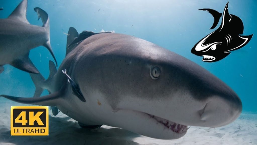 Giant Shark SEA LIFE Aquarium Istanbul Turkey | 4K Ultra HD