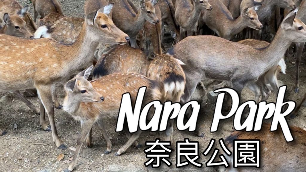 【 Travel 】  The Must-Visit Nara Park | Nara, Japan