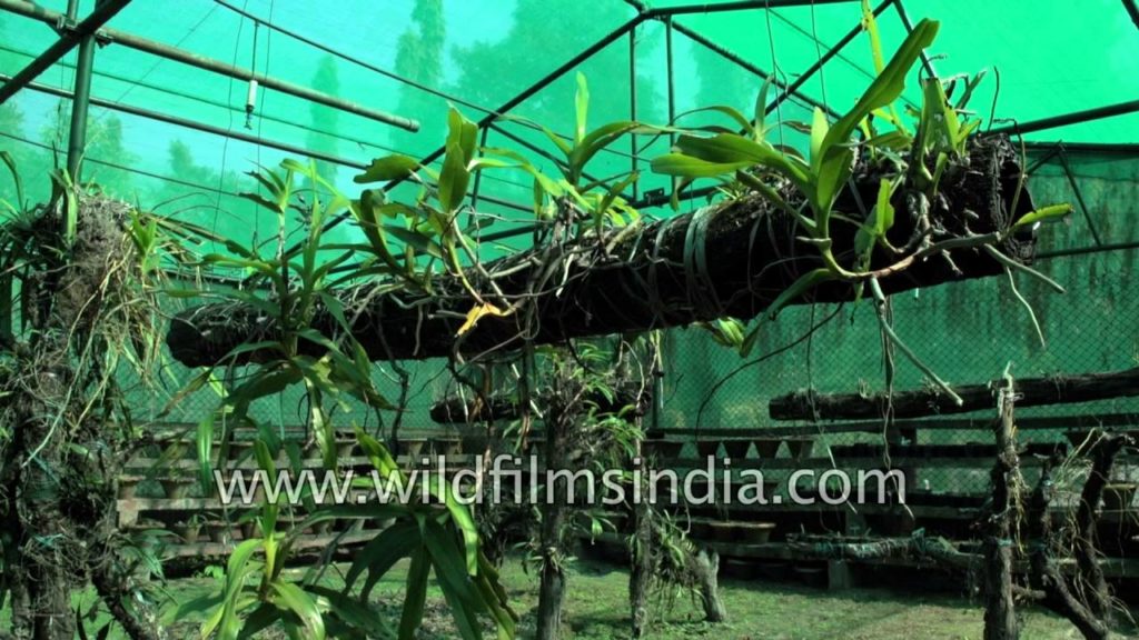 Green house has epiphytic orchid plants growing onto tree trunks
