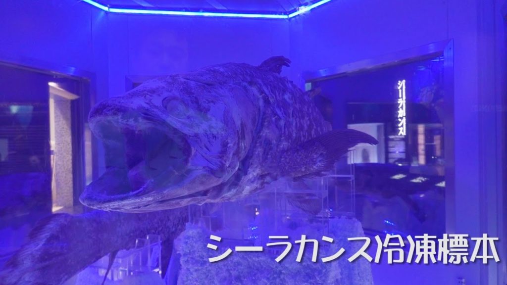 沼津港深海水族館に行ってきました。