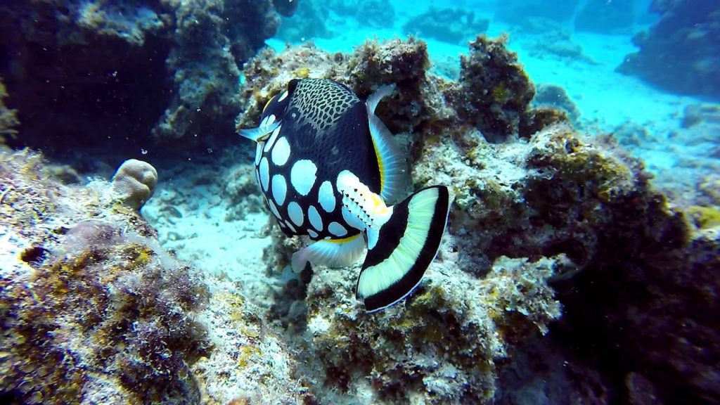 Kerama Islands Okinawa Diving